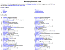 Tablet Screenshot of foragingpictures.com